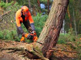 Best Tree Risk Assessment  in Cullowhee, NC