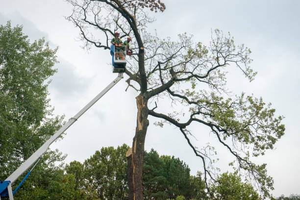 Lawn Watering Services in Cullowhee, NC