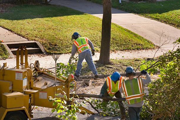 Best Tree Removal  in Cullowhee, NC